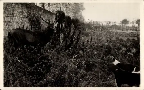 CPA Salbris Loir et Cher, Chasse a courre en Sologne