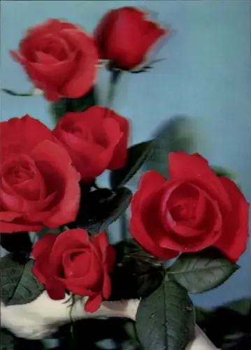 3D Ak Rote Rosen, Blüten