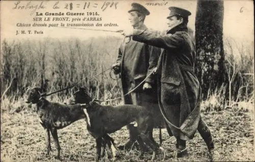 CPA Arras Pas de Calais, La Grande Guerre 1914, Chiens dressés pour la transmission des ordres