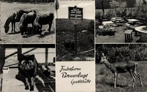 Ak Braunlage im Oberharz, Gaststätte zur Fuchsfarm, Terrasse, Ponys, Reh, Schild