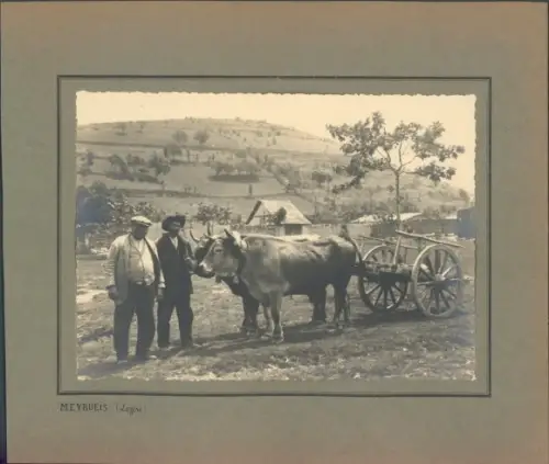 Foto Meyrueis Lozère, Karren, Rinder, Bauern