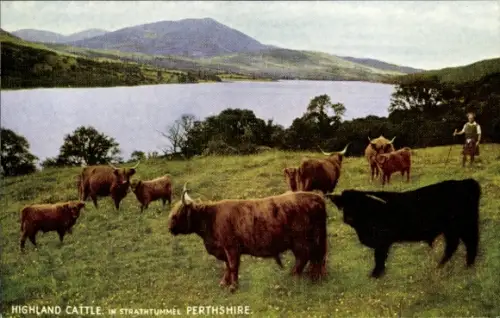 Ak Strathtummel Perthshire Schottland, Highland Cattle, Mann in Kilt