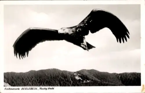 Ak Berlebeck Detmold im Teutoburger Wald, Adler-Warte, Kaiseradler Sascha