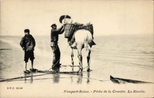 Ak Koksijde Coxide sur Mer Westflandern, Garnelenfischen