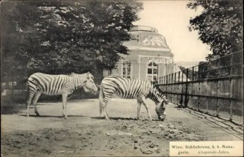 Ak Wien 13 Hietzing Österreich, Schönbrunn k. k. Menagerie, Chapmani Zebras