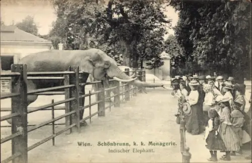 Ak Wien 13 Hietzing Österreich, Schönbrunn k. k. Menagerie, Indischer Elefant