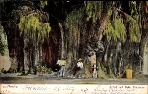 Ak Oaxaca, México, Arbol del Tule