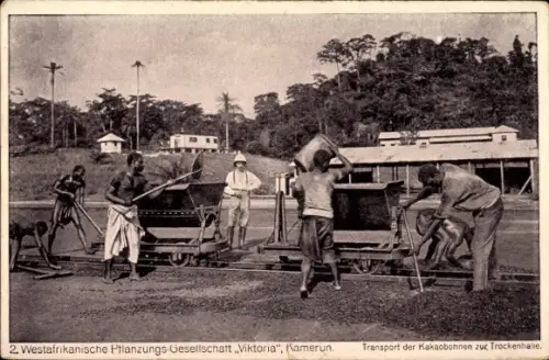Ak Kamerun, 2. Westafrikanische Pflanzungsgesellschaft Viktoria, Transport der Kakaobohnen