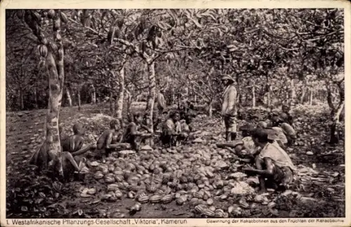 Ak Bamum Kamerun, Produktion Kakao, Kakaobäume, Landschaft, Pflanzen, Menschen