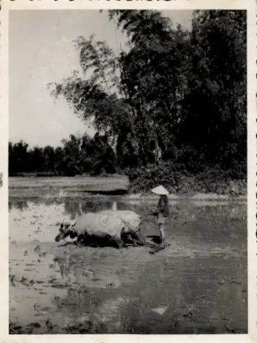 Foto Vietnam, Landwirtschaft, Bauer, Büffel