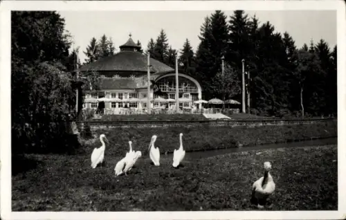Ak München, Tierpark, Hellabrunn, Restaurant