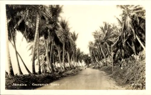 PC Jamaica, Cocoanut Trees