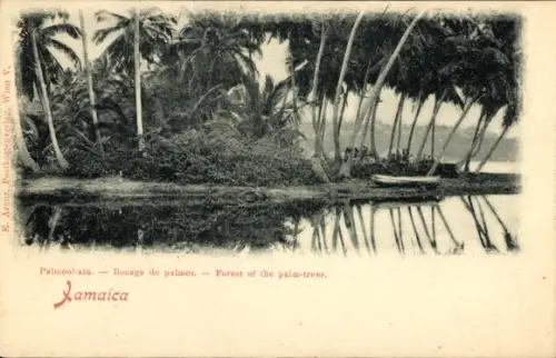 PC Jamaica, Forest of the palm-trees