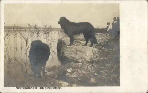 Ak Kanton Zürich, Greifensee, Hunde, Neufundländer