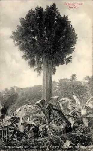 Ak Jamaica Jamaika B.W.I., Blick auf Baum