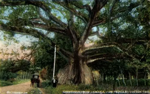 Ak Jamaika, Tom Pringles Cotton Tree