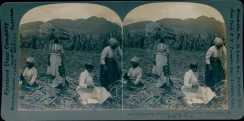 Stereo Foto St. Kitts, Preparing selected Cane Stocks for Replanting