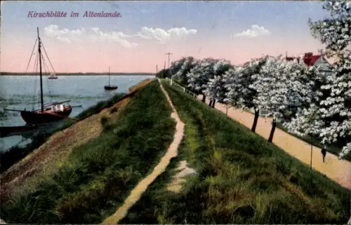 Ak Steinkirchen Altes Land, Kirschblüte