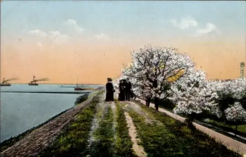 Ak Im Altenlande, Altes Land, Deich an der Elbe, Baumblüte