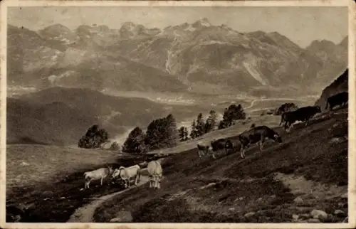 Ak Aus den Schweizer Bergen, Kuhherde auf der Alm