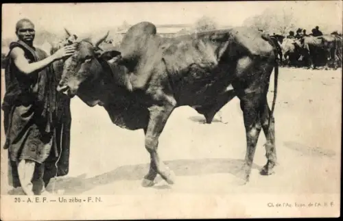Ak Kongo Französisch Äquatorialafrika, Un zébu, Zebu, Buckelrind, Afrikaner, Viehmarkt