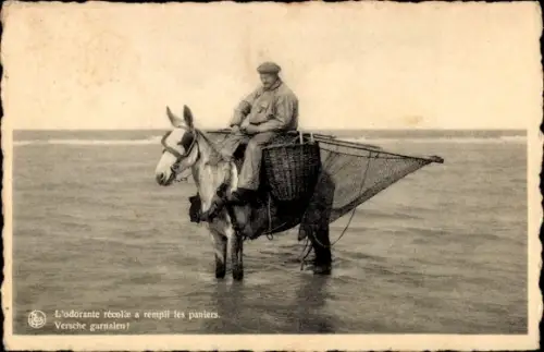 Ak Nieuport Bains Nieuwpoort Westflandern, Fischer auf einem Pferd
