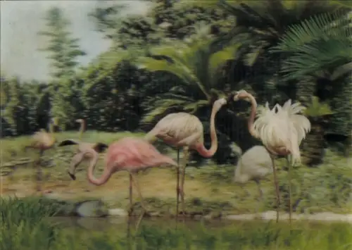 3 D Ak Flamingos, Vögel