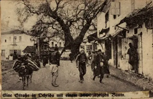 Ak Ochrida Ohrid Mazedonien, Straße mit einem 3000-jährigen Baum