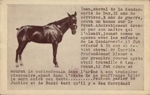 Ak Pferd, Tierportrait