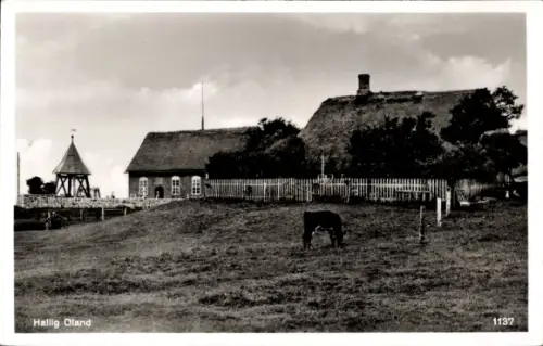 Ak Hallig Oland Nordfriesland,  Reetdachhäuser, Glockenstuhl, Weide mit Kuh, Nr. 1137