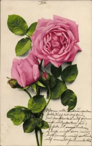 Ak Pinke Rosen, Blumen