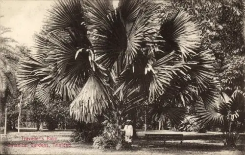 Ak Trinidad BWI, Botanischer Garten