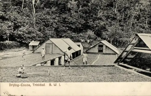 Ak Trinidad and Tobago, Drying Cocoa