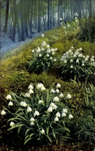 Ak Frühlingsknotenblume, Wald