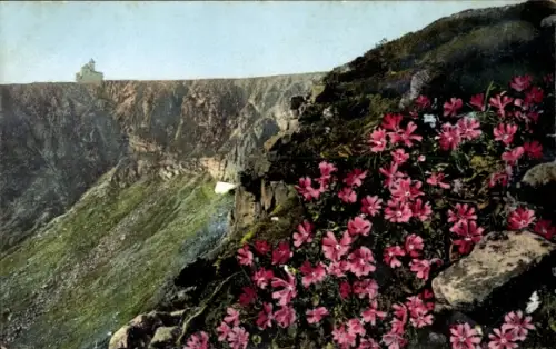 Ak Szklarska Poręba Schreiberhau Riesengebirge Schlesien, Schneegruben, Primula minima, Habmichlieb