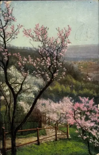Ak Nenke & Ostermaier Serie 250 Nr. 3986, Baumblüte, Pfirsichblüte, Lößnitzgrund