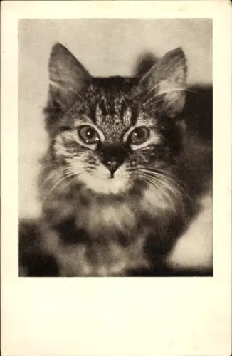 Ak Katze, Tierportrait