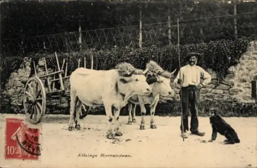 Ak Morvan Nièvre, Paysan Morvandiau, Rind, Hund, Bauer