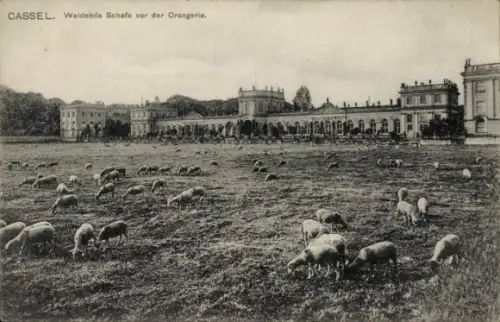 Ak Cassel Kassel in Hessen,  Orangerie, weidende Schafe