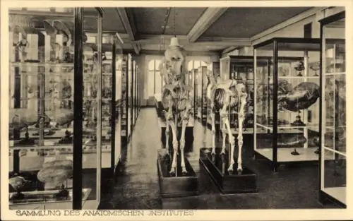 Ak Hannover, 150. Jahrfeier der Tierärztlichen Hochschule, Sammlung des Anatomischen Instituts