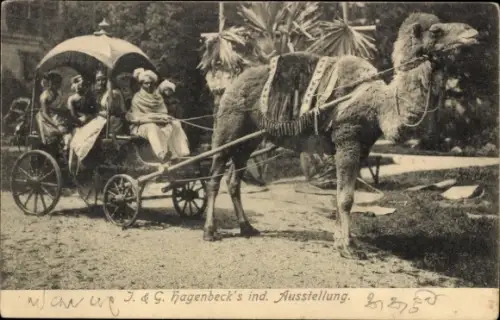 Ak Hamburg Eimsbüttel Stellingen, Carl Hagenbecks Ausstellung, Kamelwagen