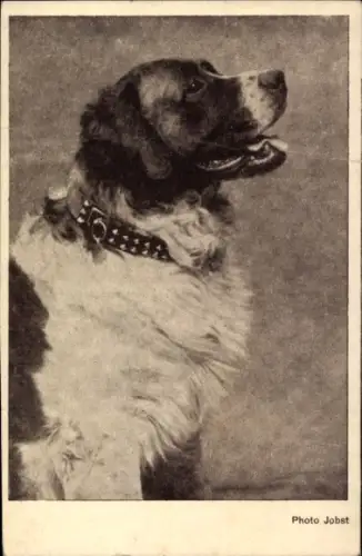Ak Hund, Tierportrait