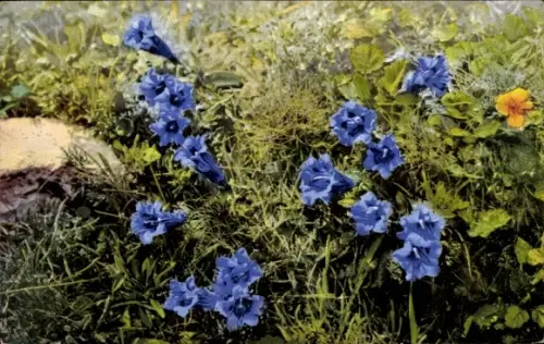 Ak Blumen, Gentiana acaulis, Photochromie Nenke und Ostermaier 453