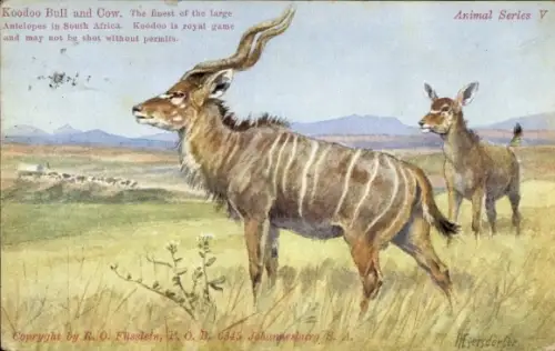 Künstler Ak Südafrika, Koodoo Bull and Cow