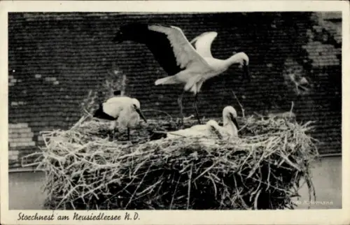 Ak Niederösterreich, Storchnest am Neusiedlersee