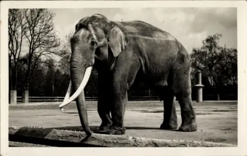 Ak Hellabrunn München Bayern, Tierpark, Indischer Elefantenbulle Boy