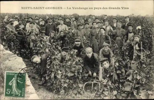 Ak Nuits Saint Georges Côte d'Or, Die Ernte im Land der großen Weine