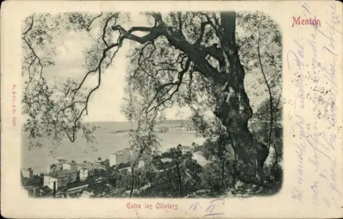 CPA Menton Alpes-Maritimes, Entre les Oliviers