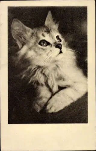 Ak Wien 1. Innere Stadt Österreich, Tierschutzverein Wien und Umgebung, Schulhof, kleine Katze