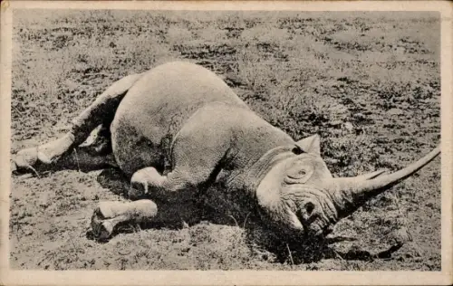 Ak Rhinoceros, Nashorn